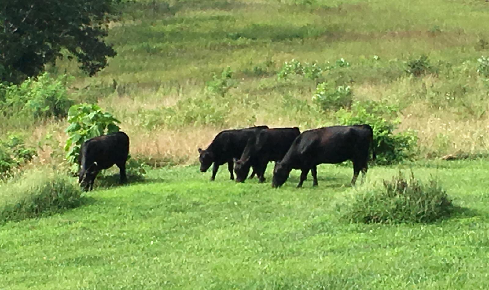 Cows Out Back